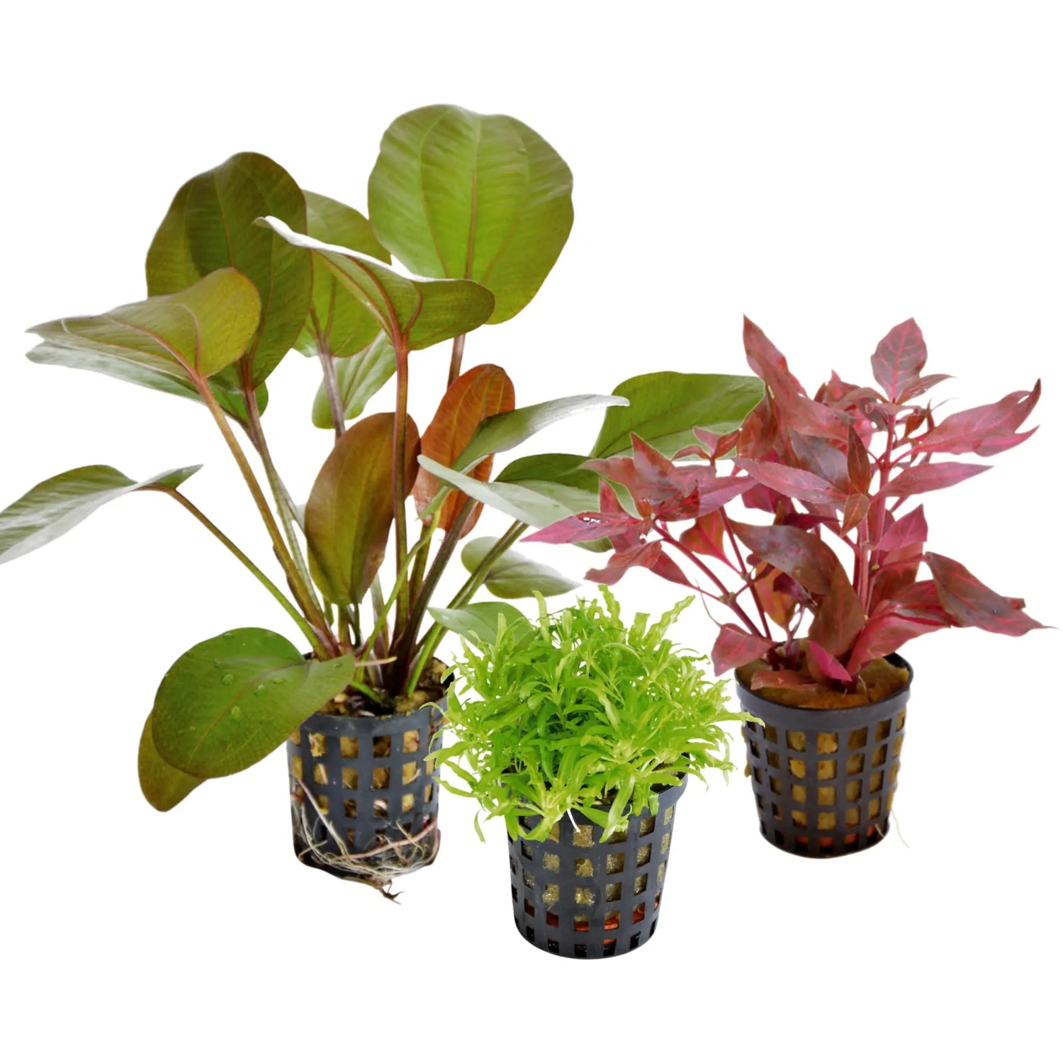 Mixed Box of 3 Aquarium Plants - Subscription only - Aqua Essentials