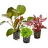 Mixed Box of 3 Aquarium Plants - Subscription only - Aqua Essentials