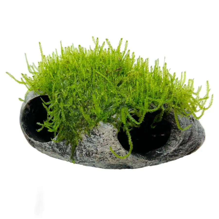 Mossy Fish Cave - Twin Hole - Aqua Essentials