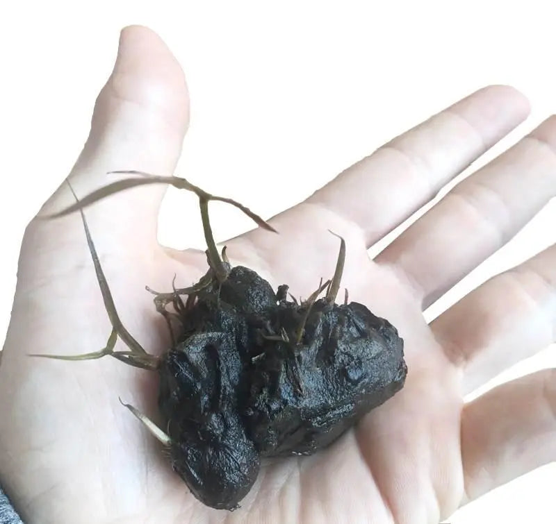 Nymphaea stellata Bulb - Aqua Essentials