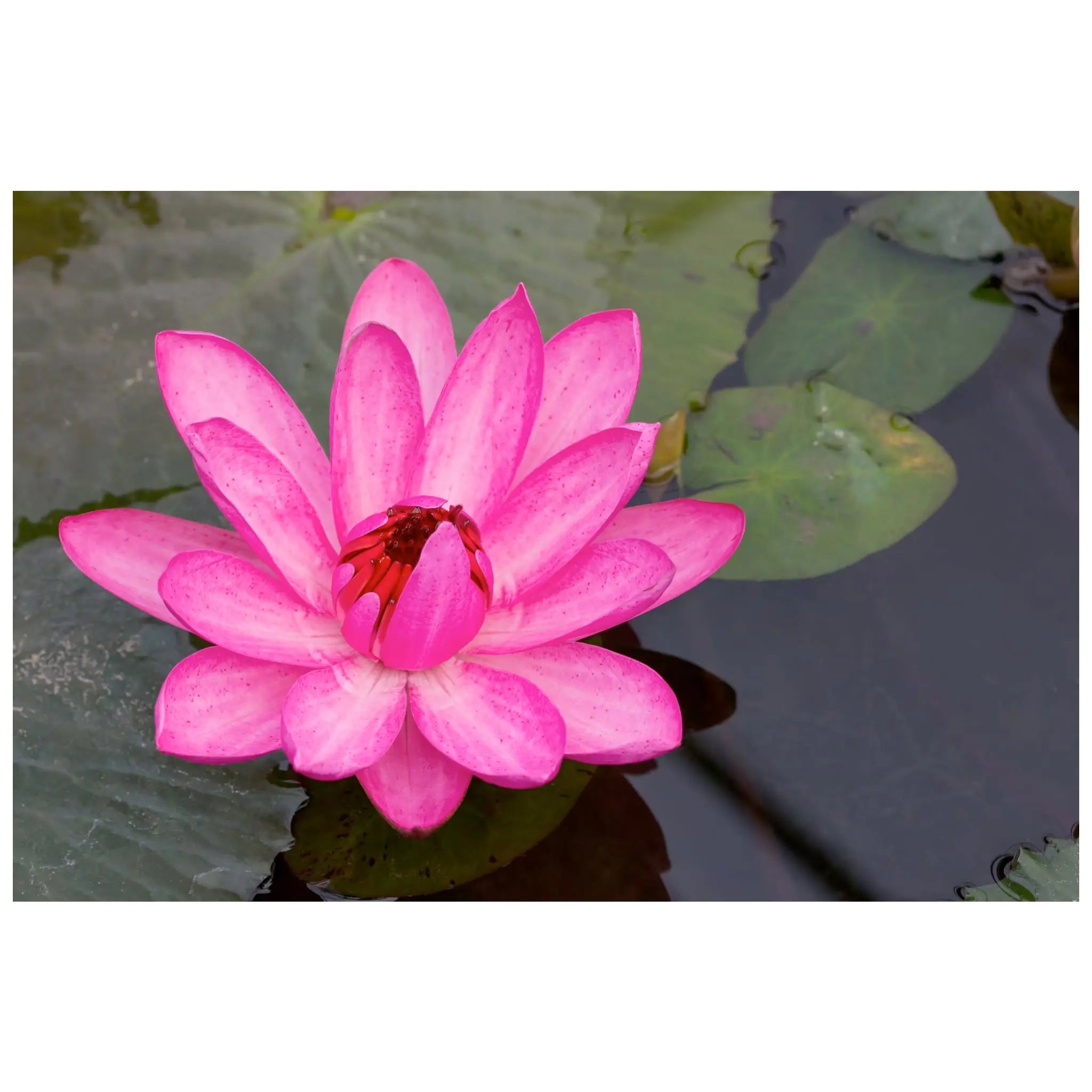 Nymphea rhizome Bulb - flowering plant for large aquariums or ponds - Aqua Essentials