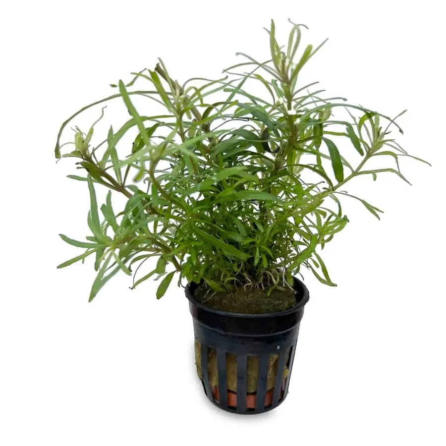 Pogostemon octopus - Aqua Essentials