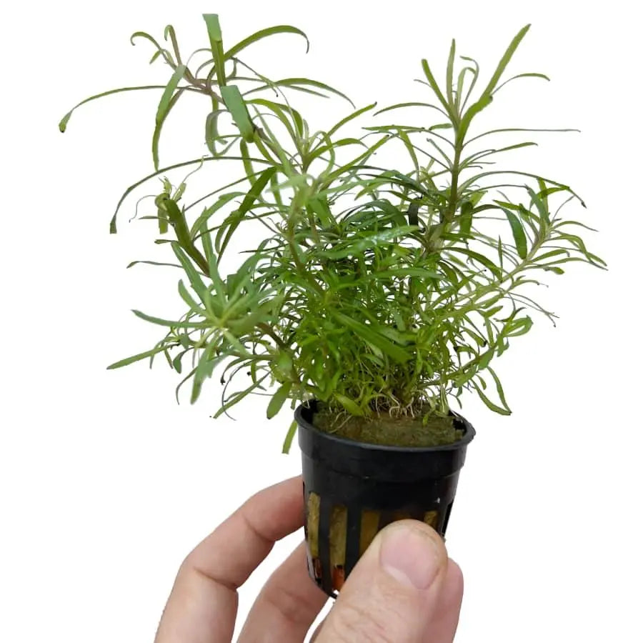 Pogostemon octopus - Aqua Essentials