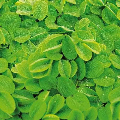 Salvinia natans Floating Plant (Water spangles) - Aqua Essentials