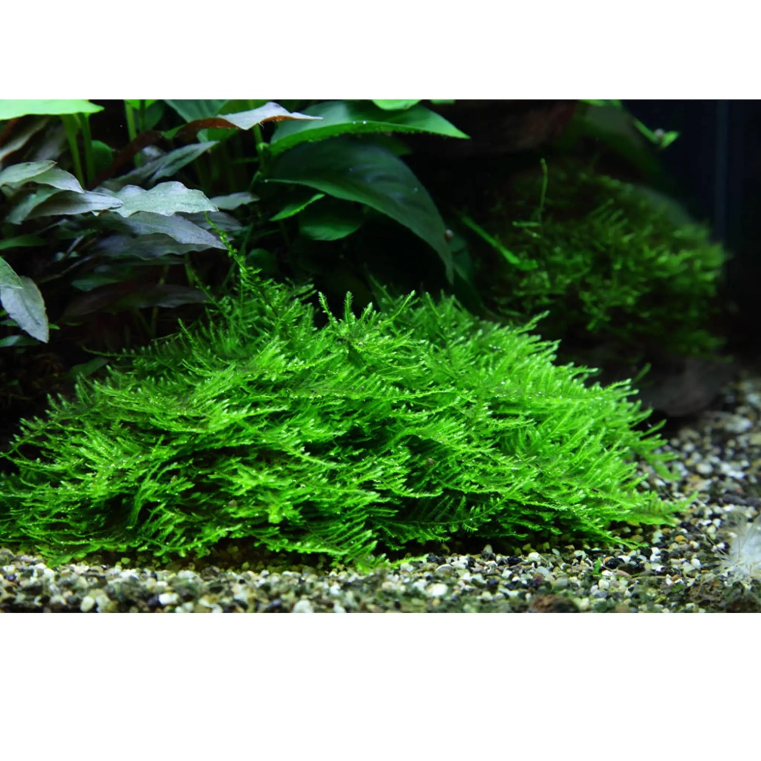 Taxiphyllum Spiky Moss (Peacock moss) - Aqua Essentials