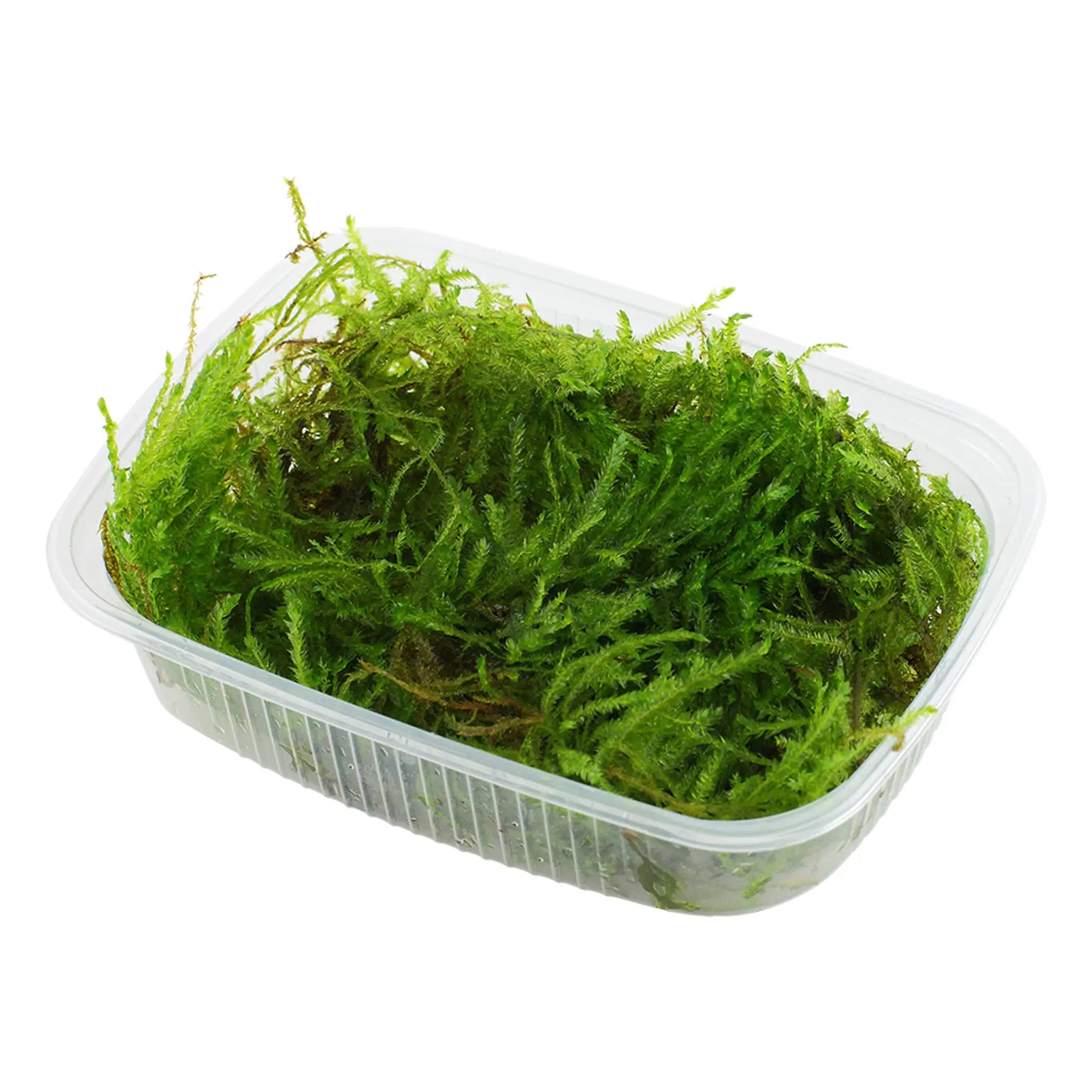 Taxiphyllum Spiky Moss (Peacock moss) - Aqua Essentials