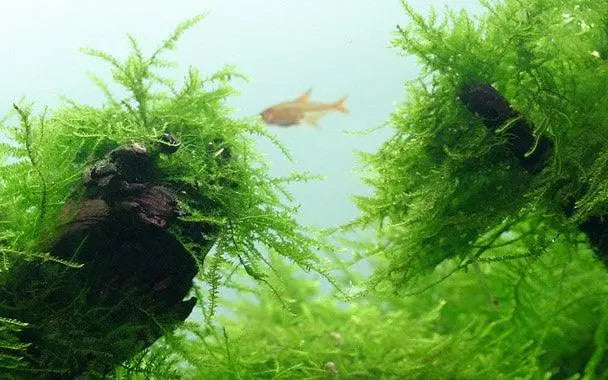 Tropica Taxiphyllum barbieri 1-2-GROW! - Aqua Essentials