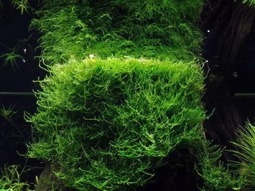 Tropica Taxiphyllum barbieri 1-2-GROW! - Aqua Essentials