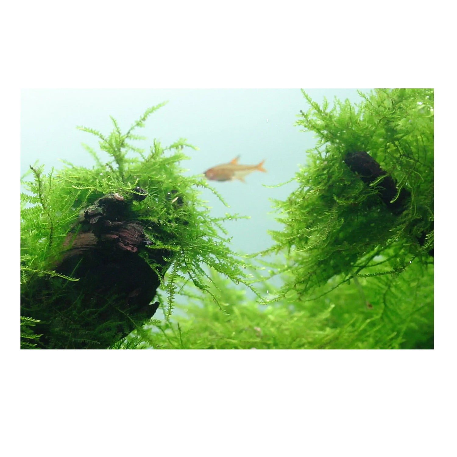 Taxiphyllum barbieri (Java moss) - Aqua Essentials