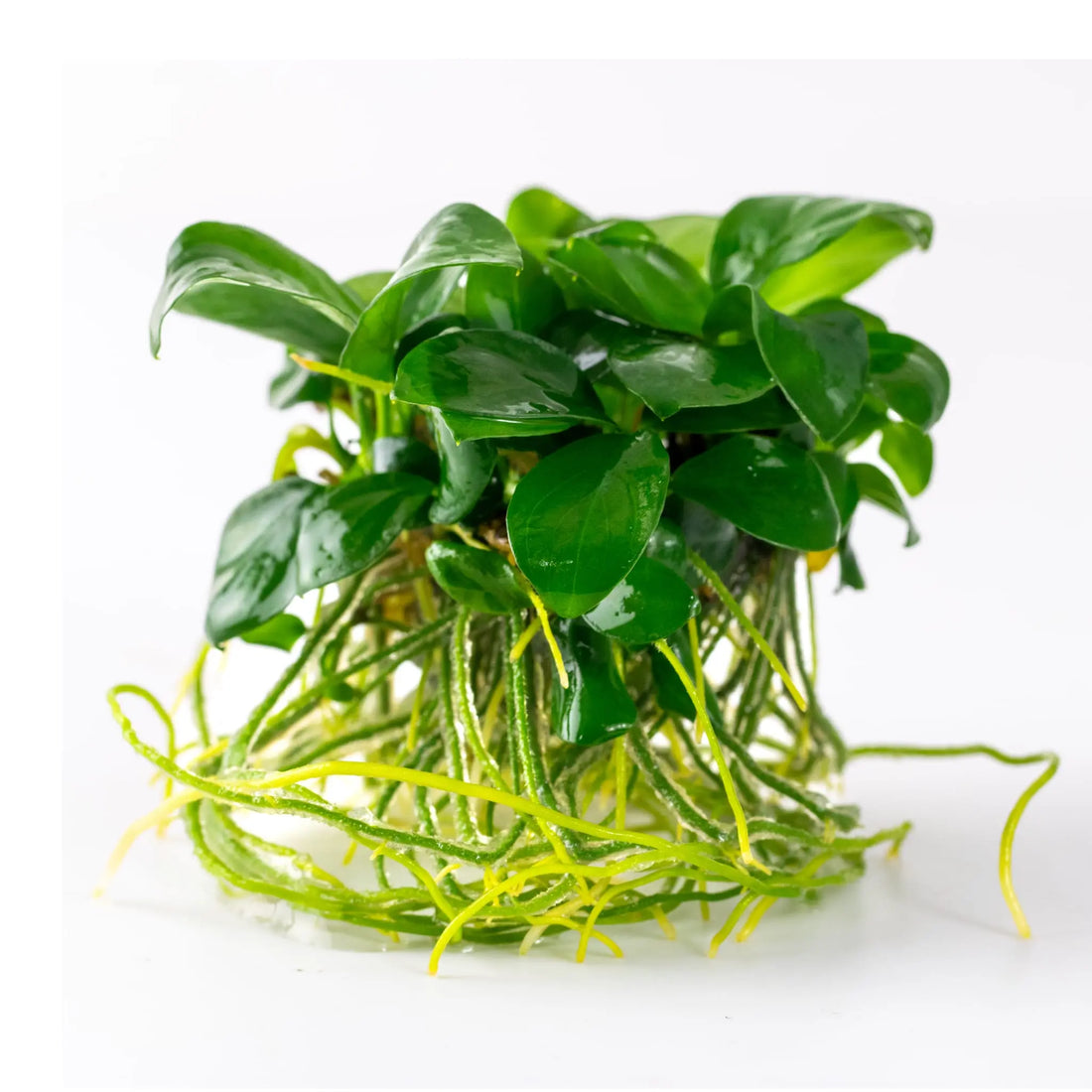 Tropica Anubias barteri nana 1-2-Grow!! - Aqua Essentials