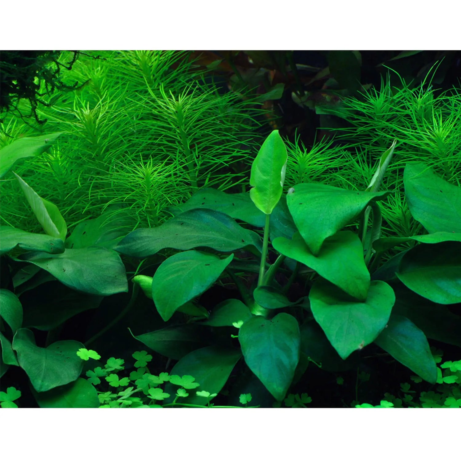 Tropica Anubias barteri nana 1-2-Grow!! - Aqua Essentials