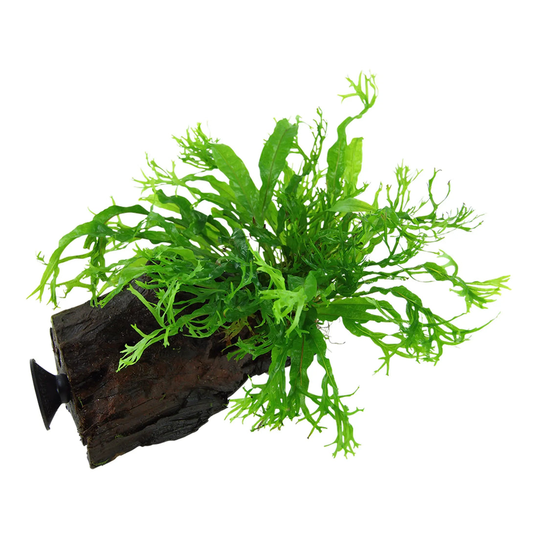 Tropica Microsorum windelov on Decor - Floating - Aqua Essentials