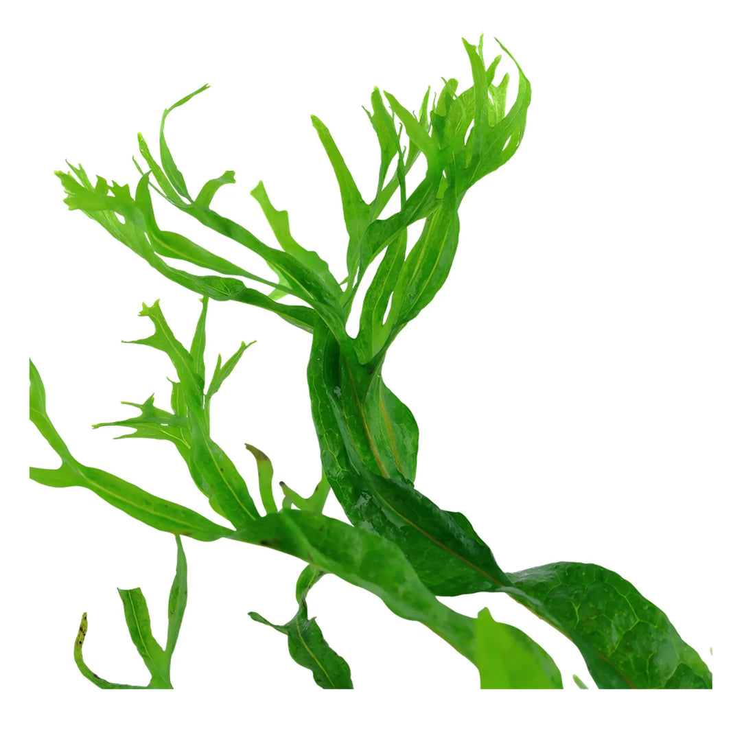 Tropica Microsorum windelov on Decor - Floating - Aqua Essentials