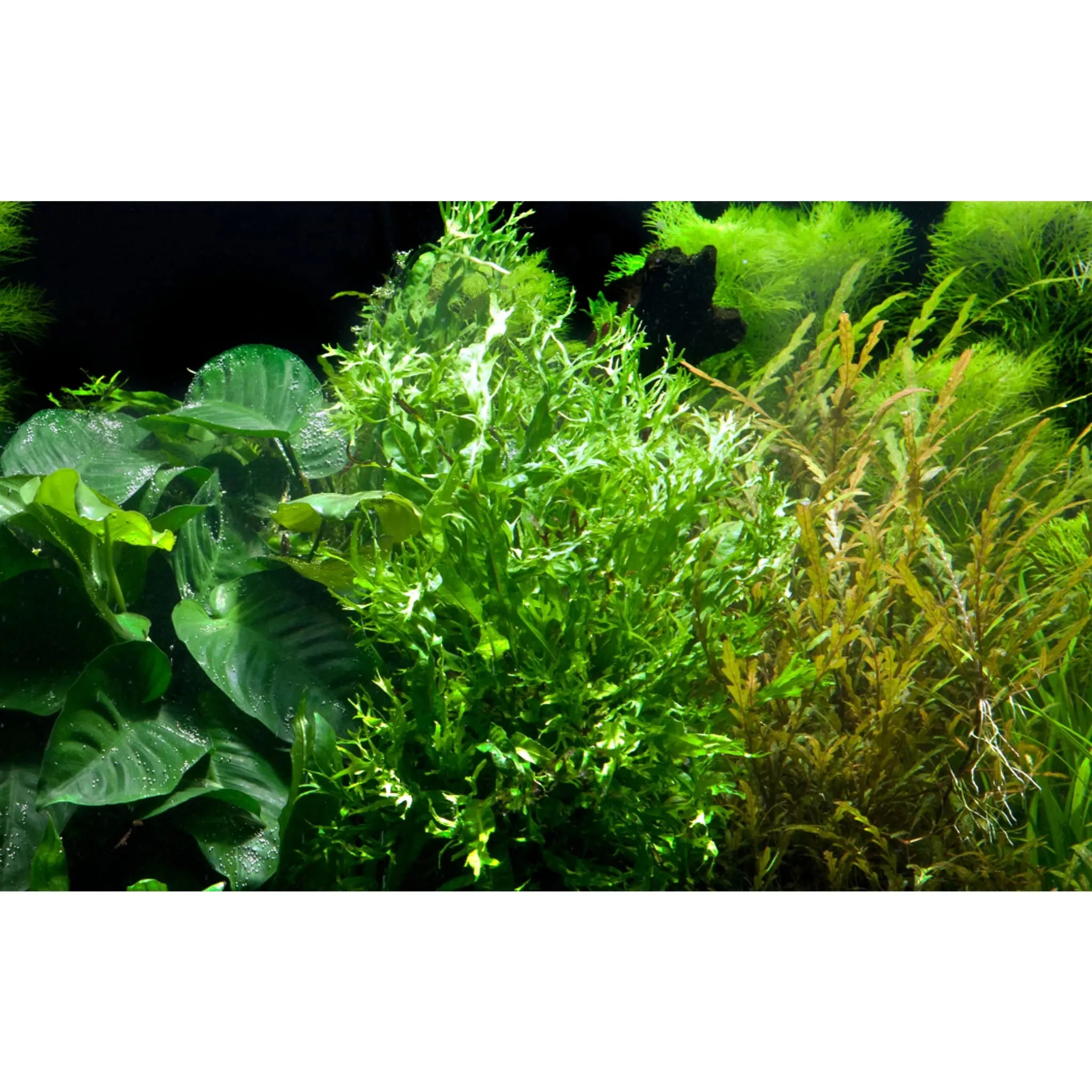 Tropica Microsorum windelov on Decor - Floating - Aqua Essentials