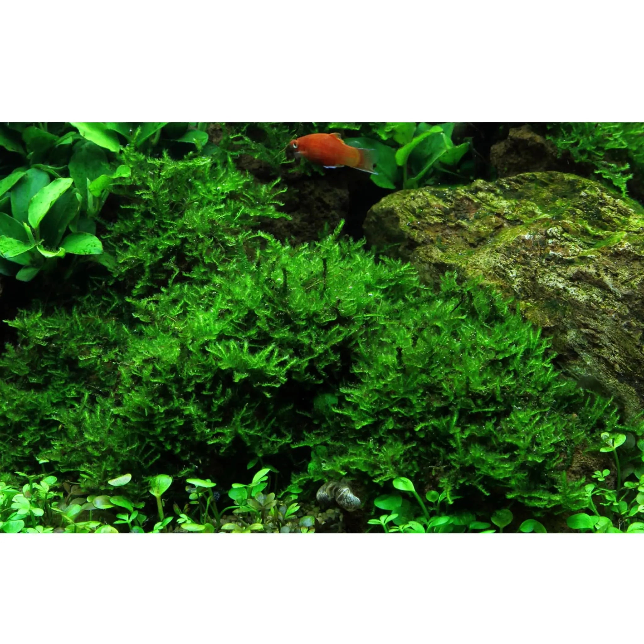 Vesicularia montagnei Christmas - Aqua Essentials