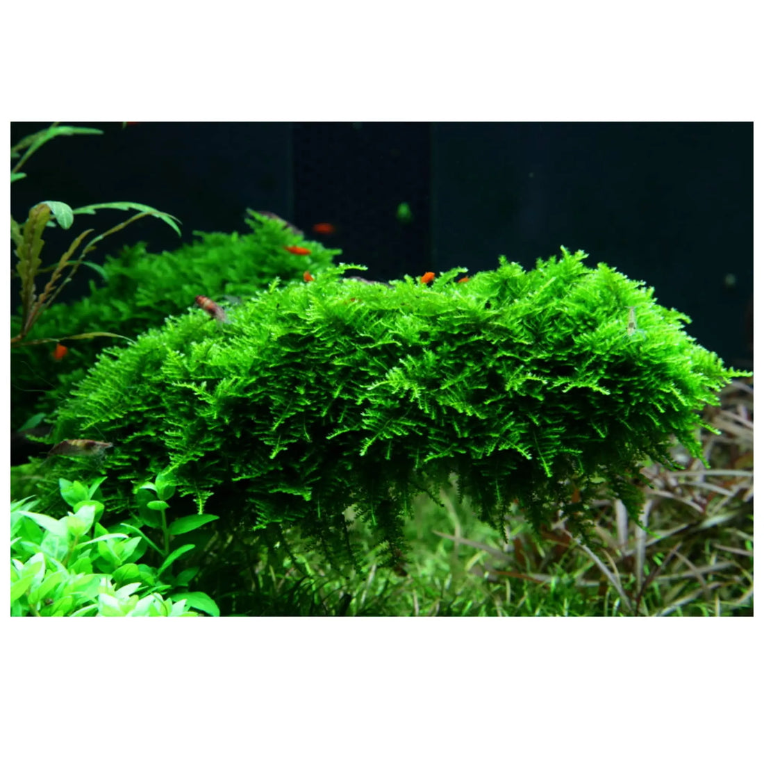 Vesicularia montagnei Christmas - Aqua Essentials