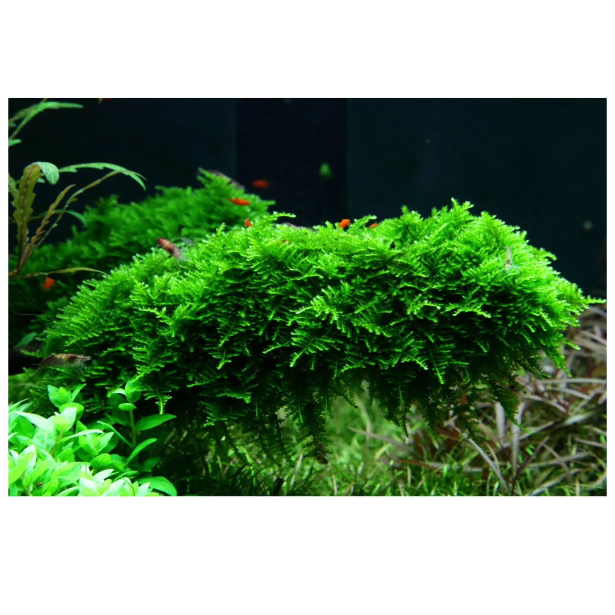 Vesicularia montagnei Christmas - Aqua Essentials