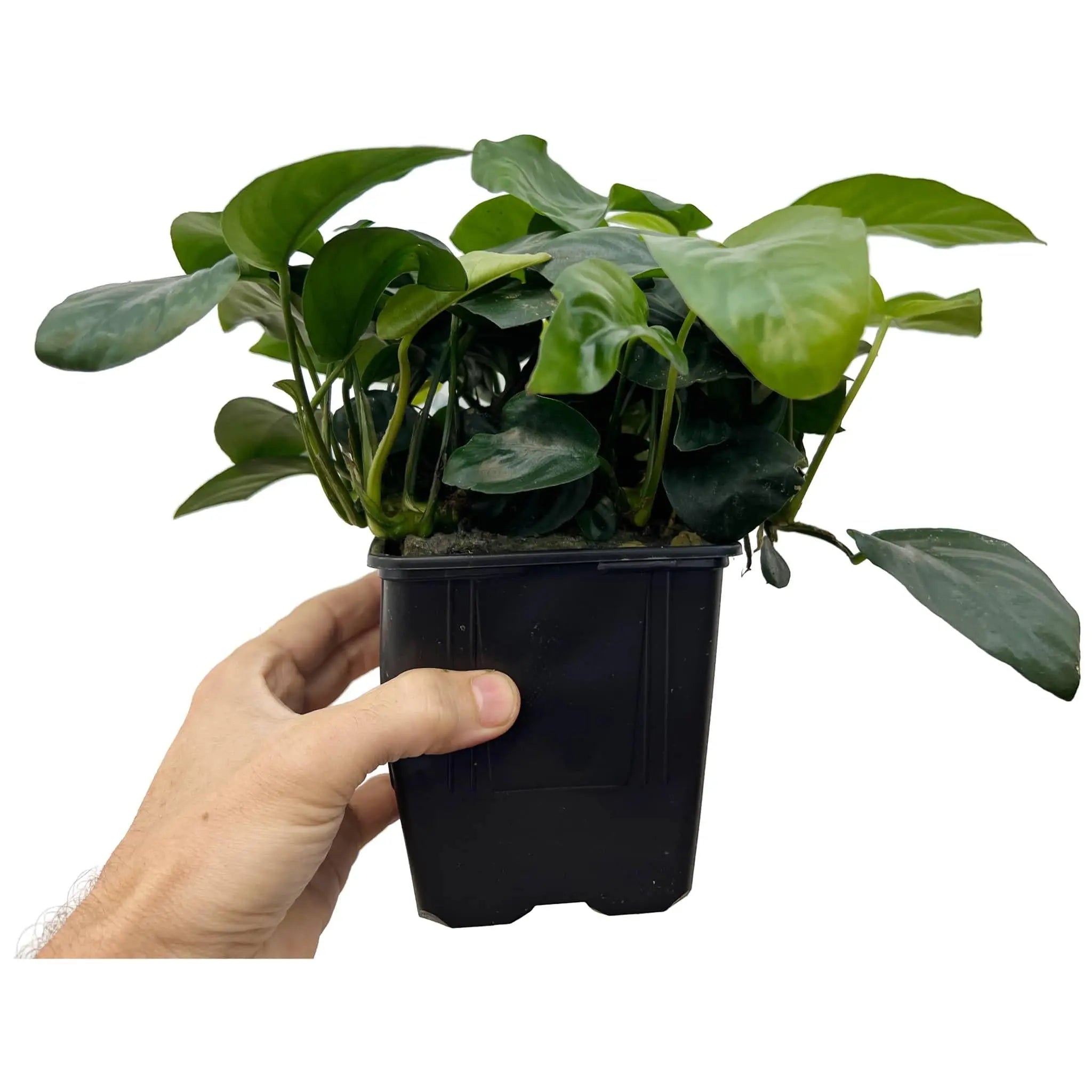 Anubias barteri var nana XL Pot - Aqua Essentials