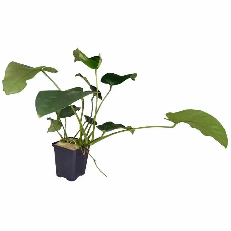 Anubas barteri XL - Aqua Essentials