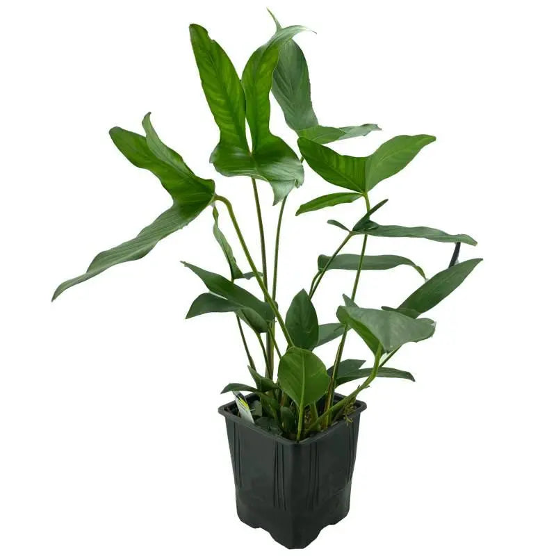 Anubias hastifolia XL Pot - Aqua Essentials