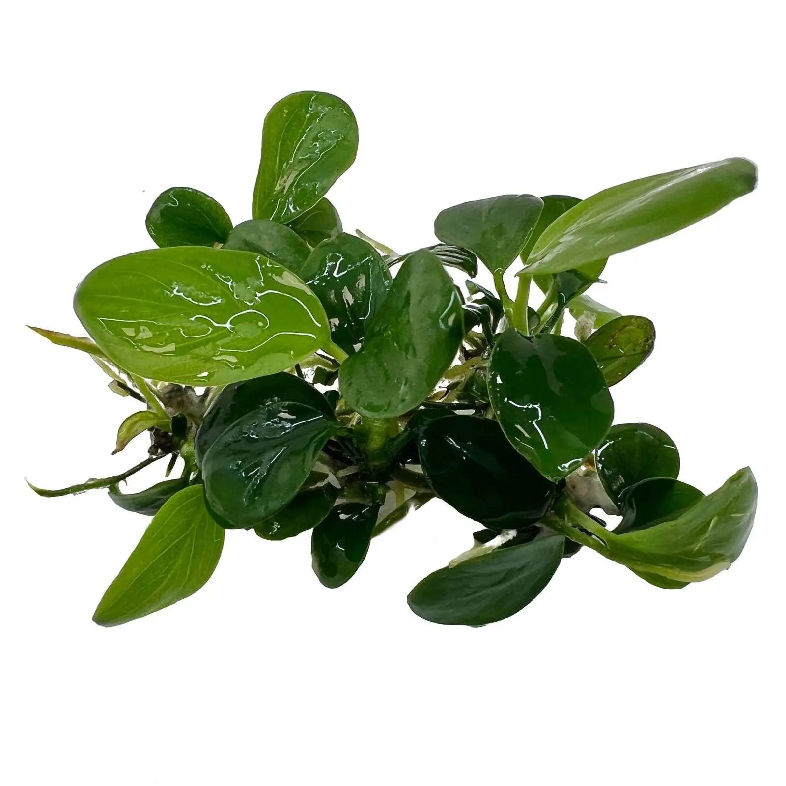 Anubias Nangi In Vitro - Aqua Essentials