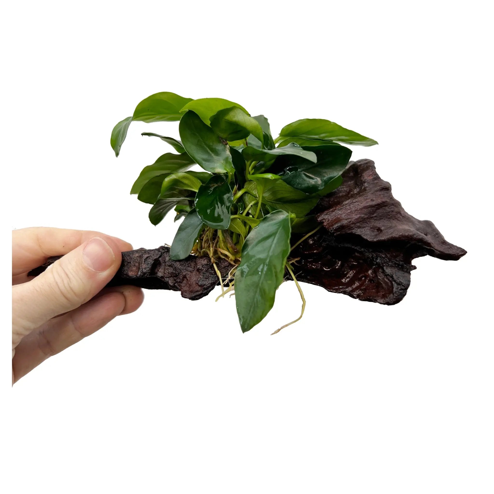 Anubias on Driftwood - Aqua Essentials