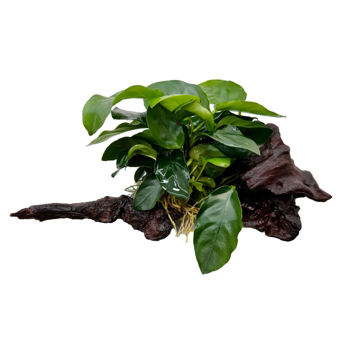 Anubias on Driftwood - Aqua Essentials