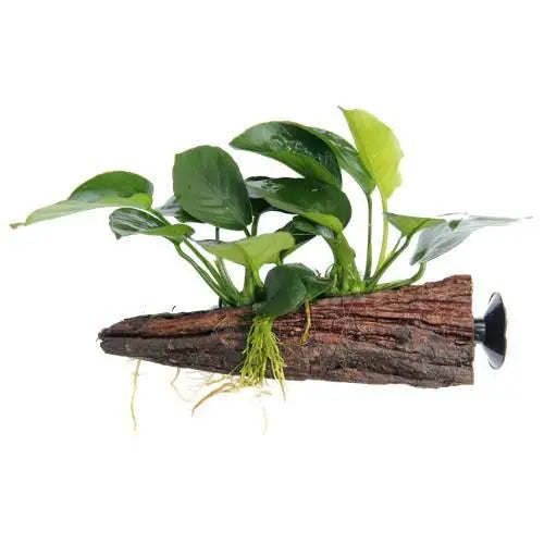 Anubias on Wood - Floating - Aqua Essentials