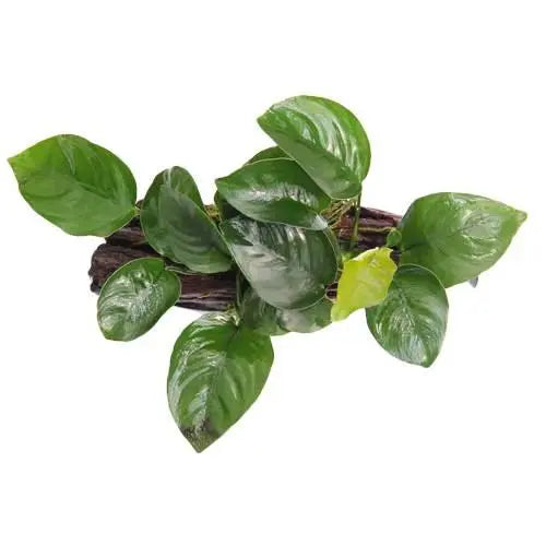 Anubias on Wood - Floating - Aqua Essentials