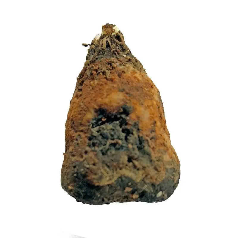 Aponogeton ulvaceus Bulb (Compact aponogeton) - Aqua Essentials