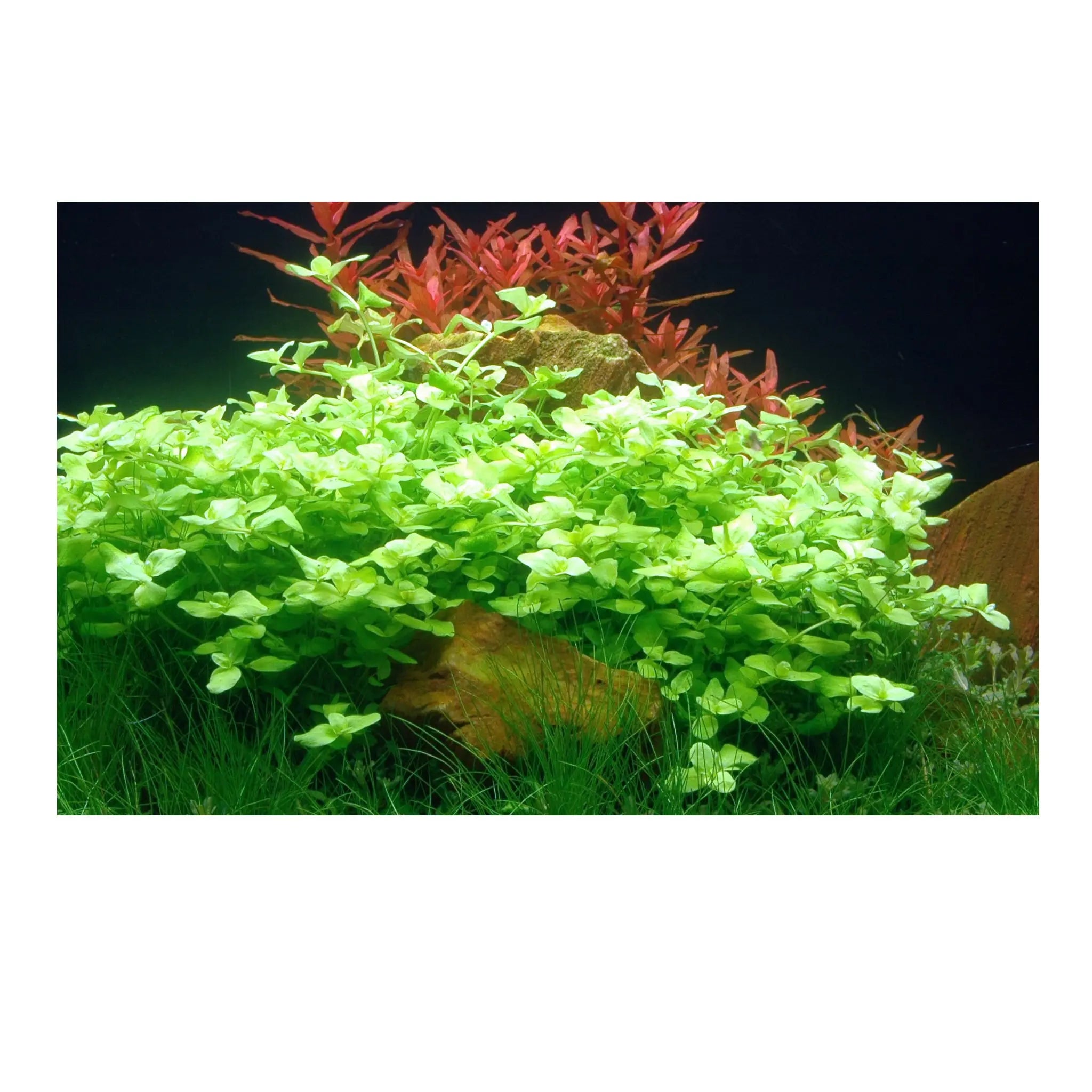 Bacopa australis (Australian bacopa) - Aqua Essentials