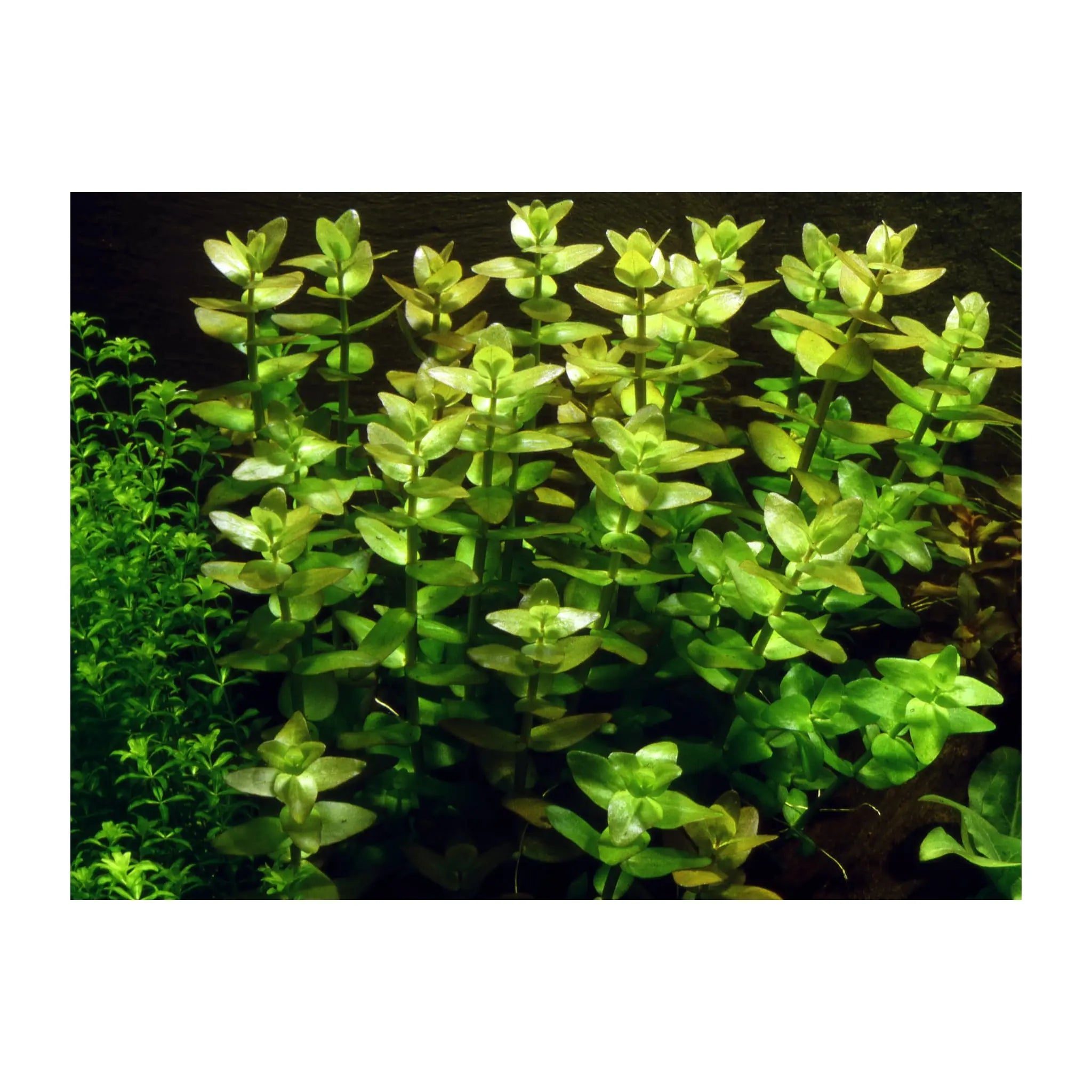 Tropica Bacopa carolina 1-2-GROW! - Aqua Essentials