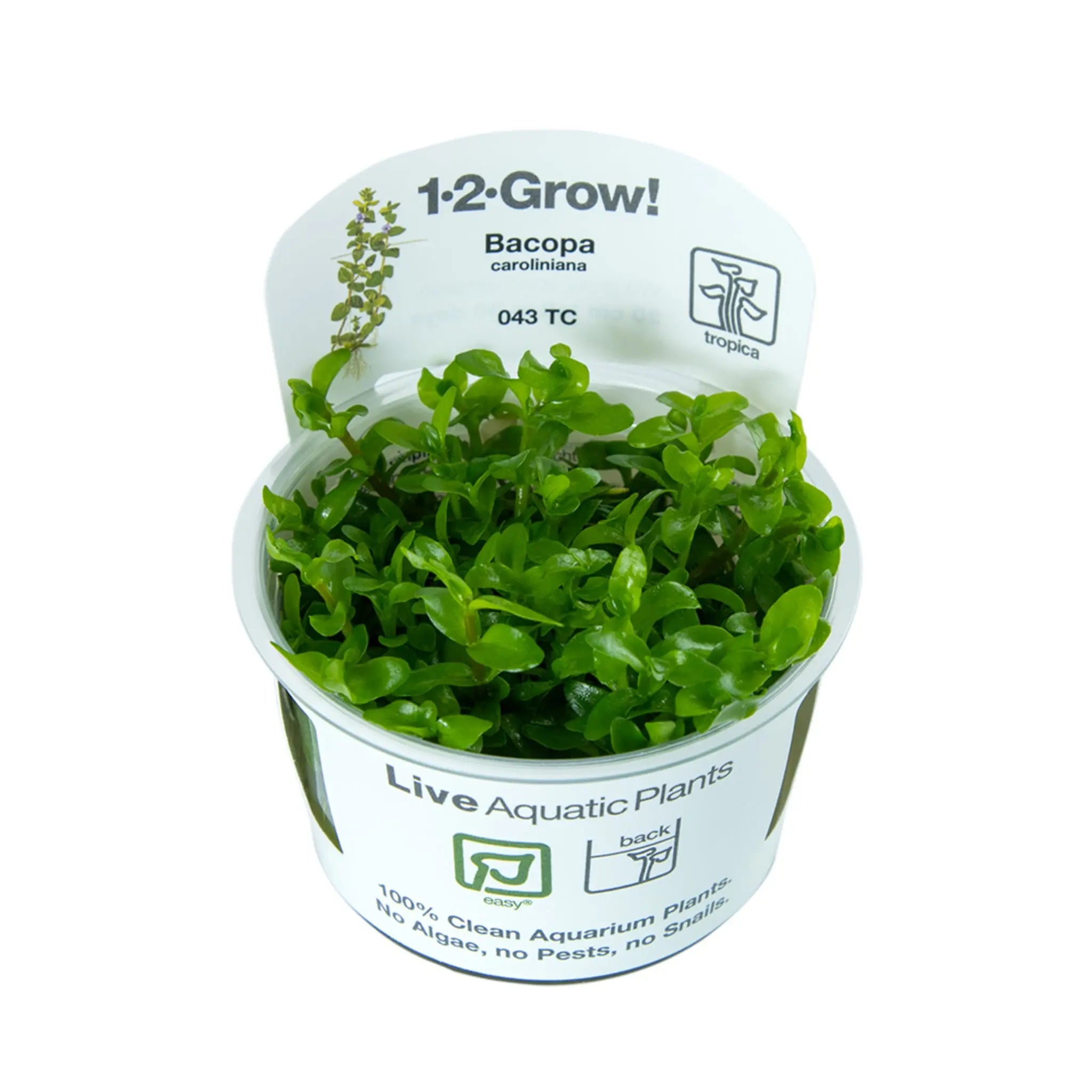 Tropica Bacopa carolina 1-2-GROW! - Aqua Essentials