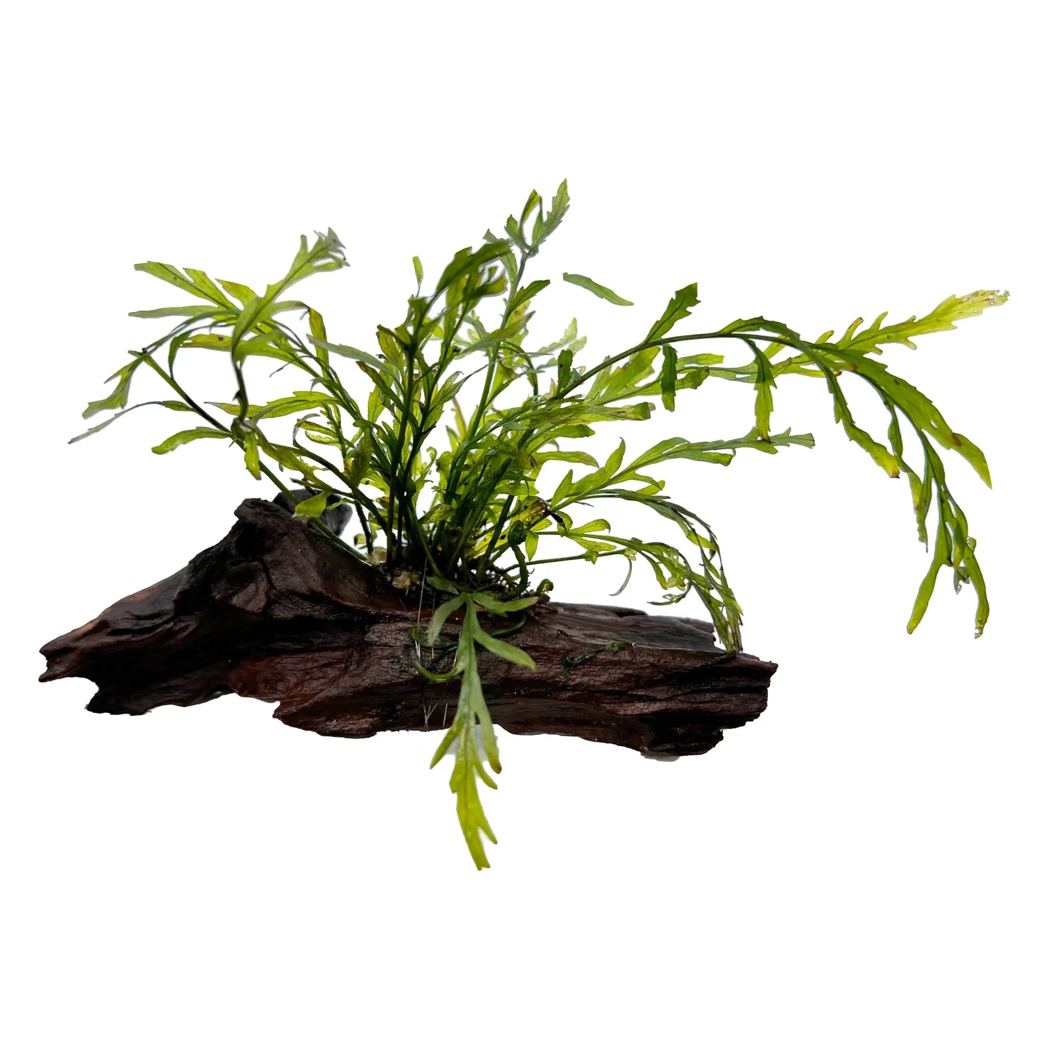 Bolbitis heudelotii On Driftwood - Nano - Aqua Essentials