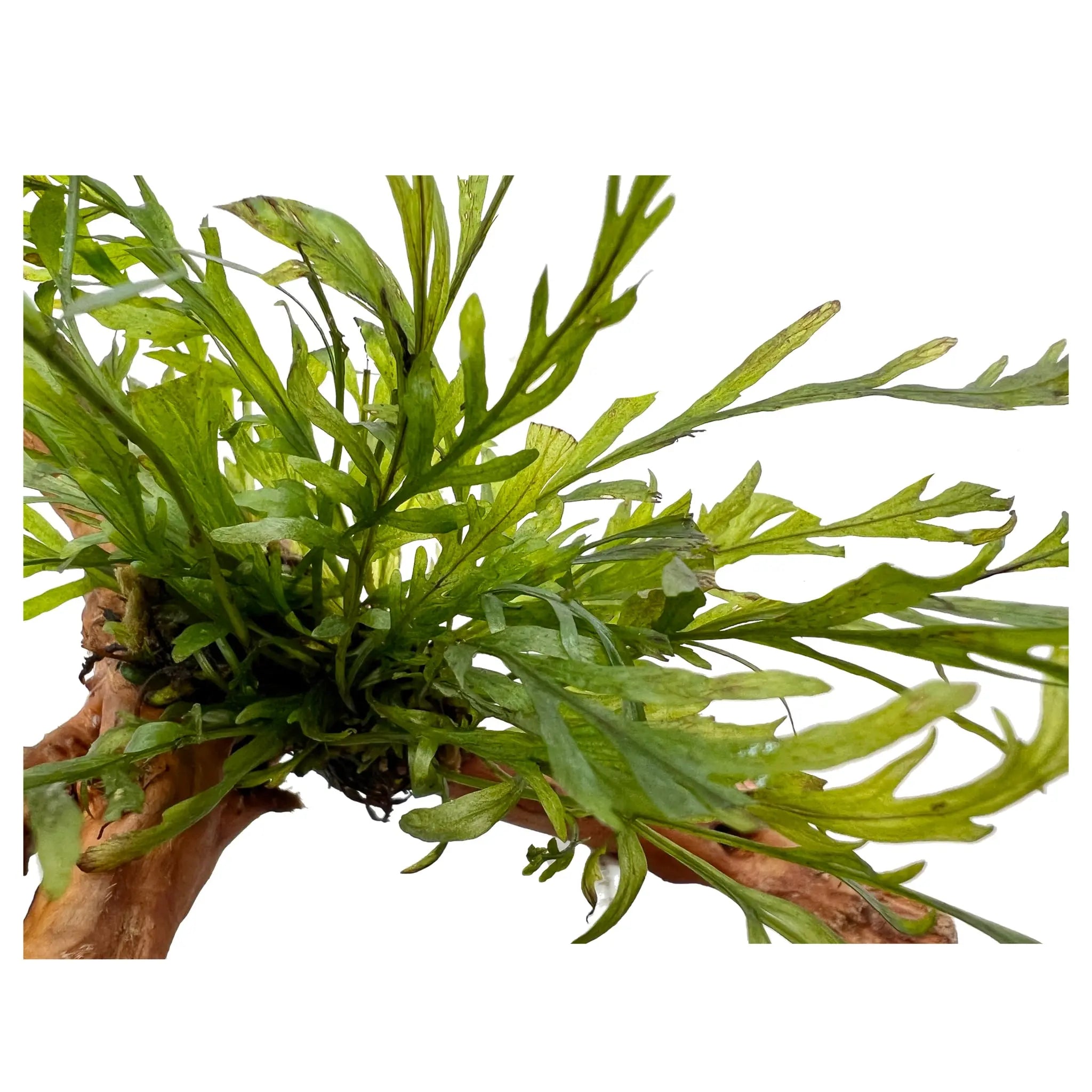 Bolbitus on Spiderwood - Small - Aqua Essentials