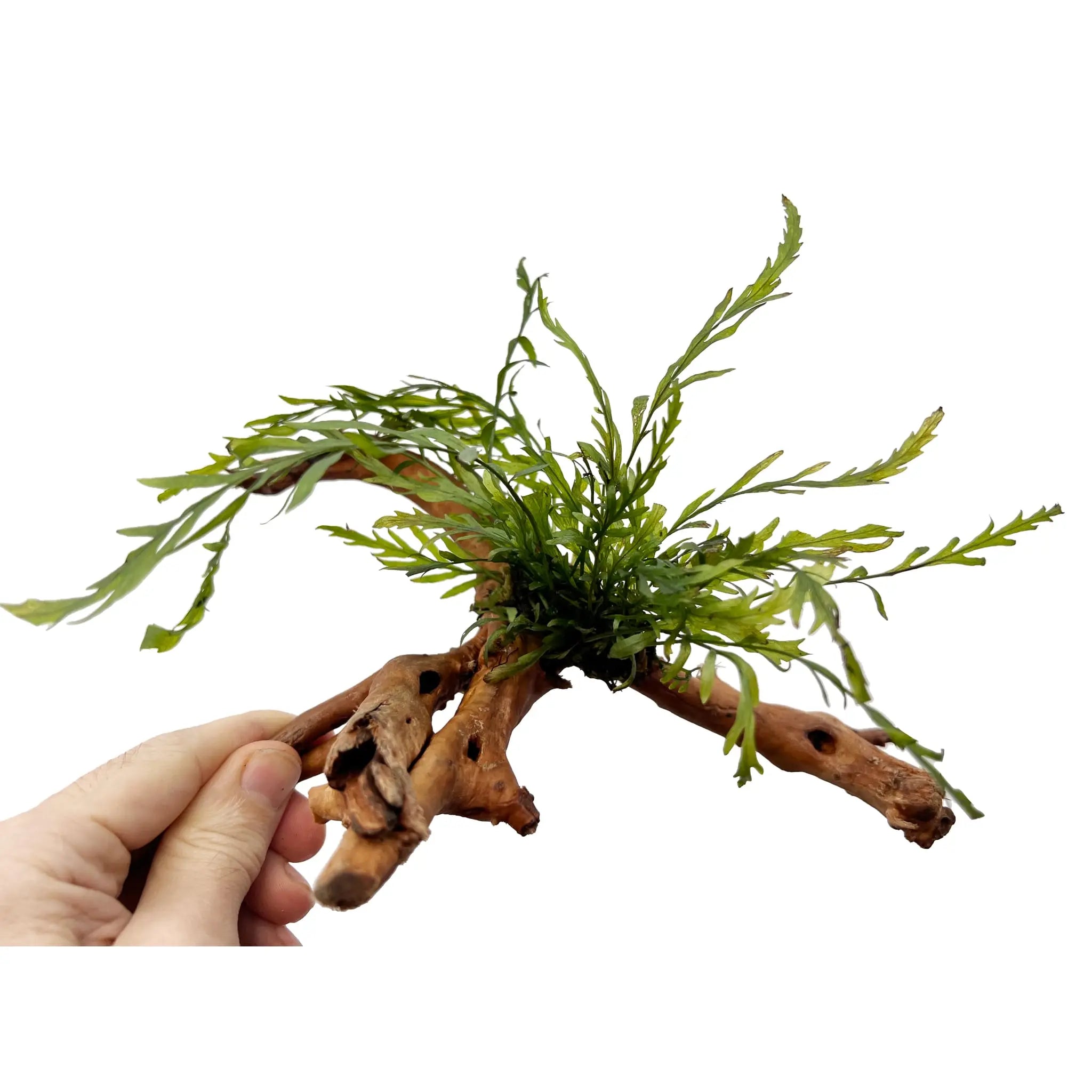 Bolbitus on Spiderwood - Small - Aqua Essentials