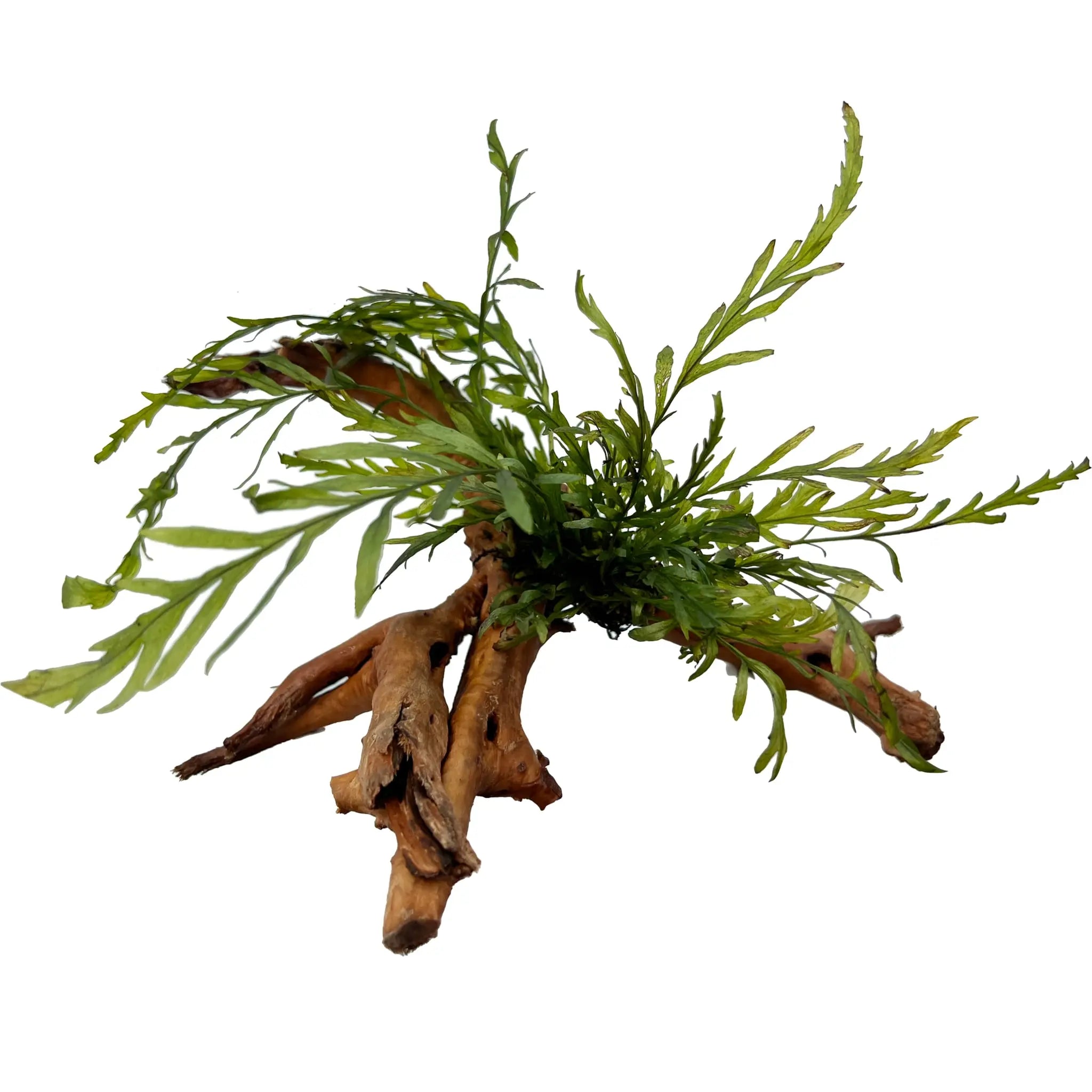 Bolbitus on Spiderwood - Small - Aqua Essentials