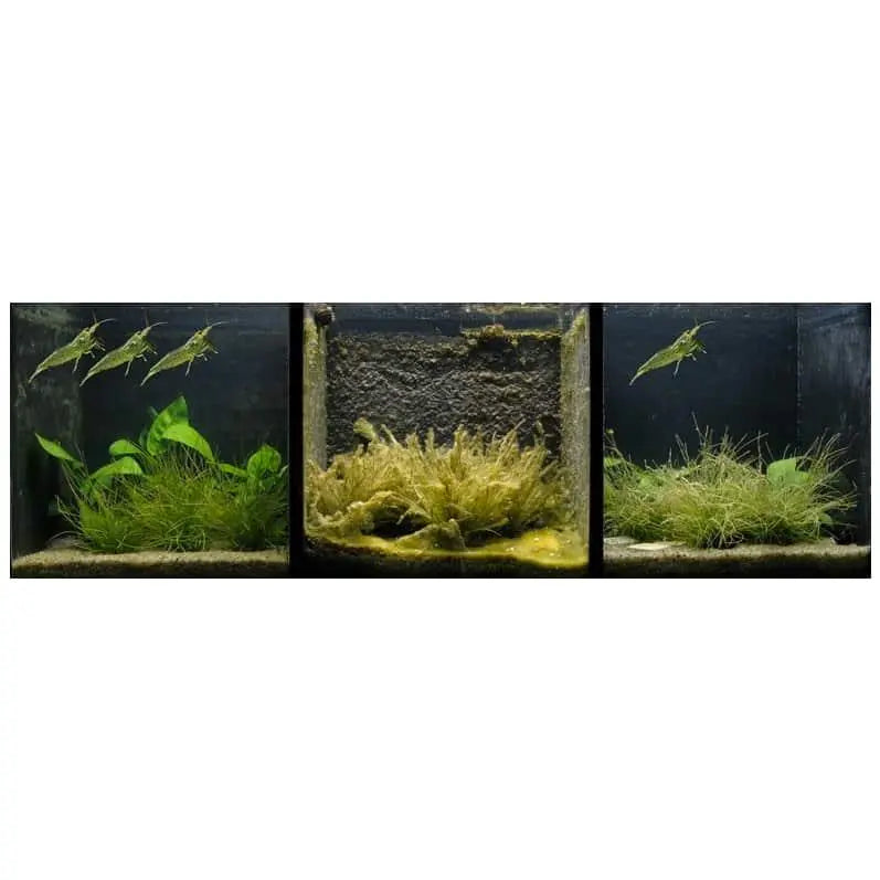 Amano Shrimp - Medium - Aqua Essentials