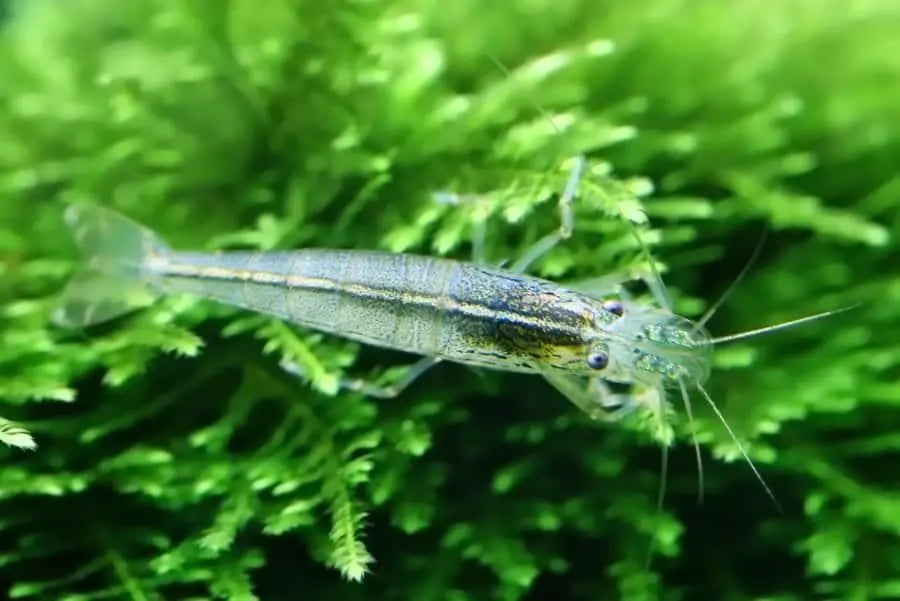 Amano Shrimp - Medium - Aqua Essentials