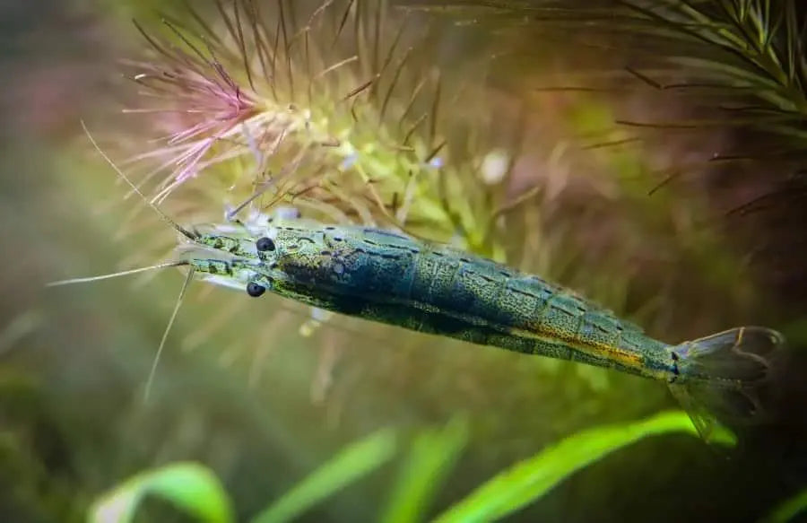 Amano Shrimp - Medium - Aqua Essentials