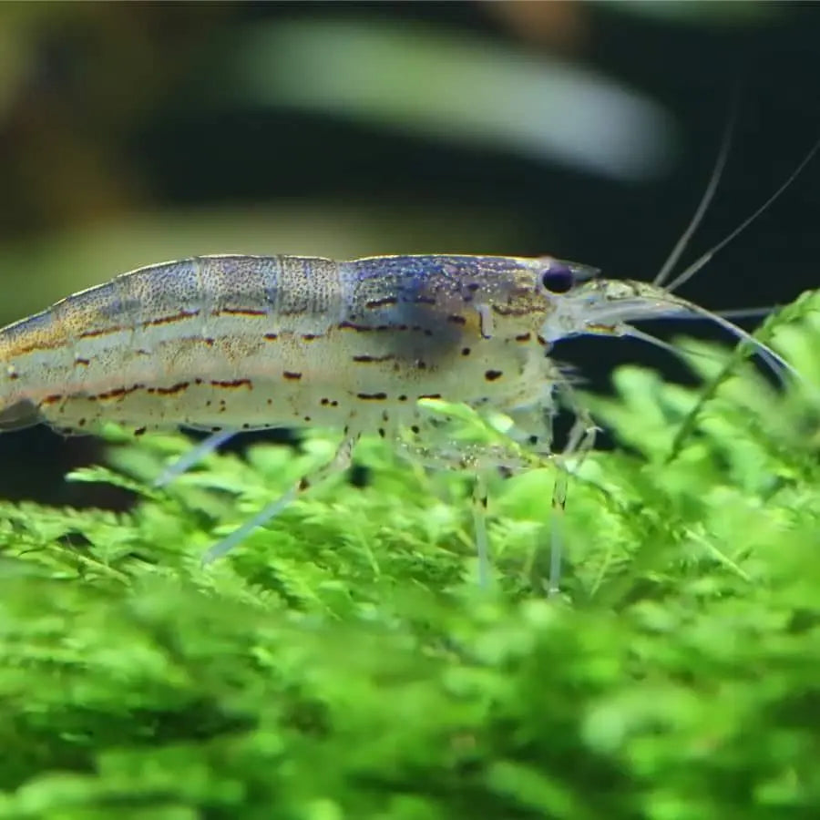 Amano Shrimp - Large - Aqua Essentials