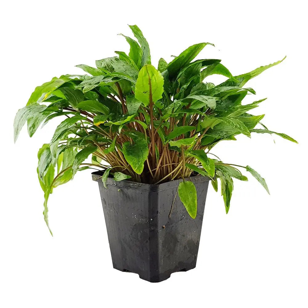 Cryptocoryne beckettii XL - Aqua Essentials