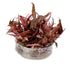 Cryptocoryne sp Flamingo In Vitro - Aqua Essentials