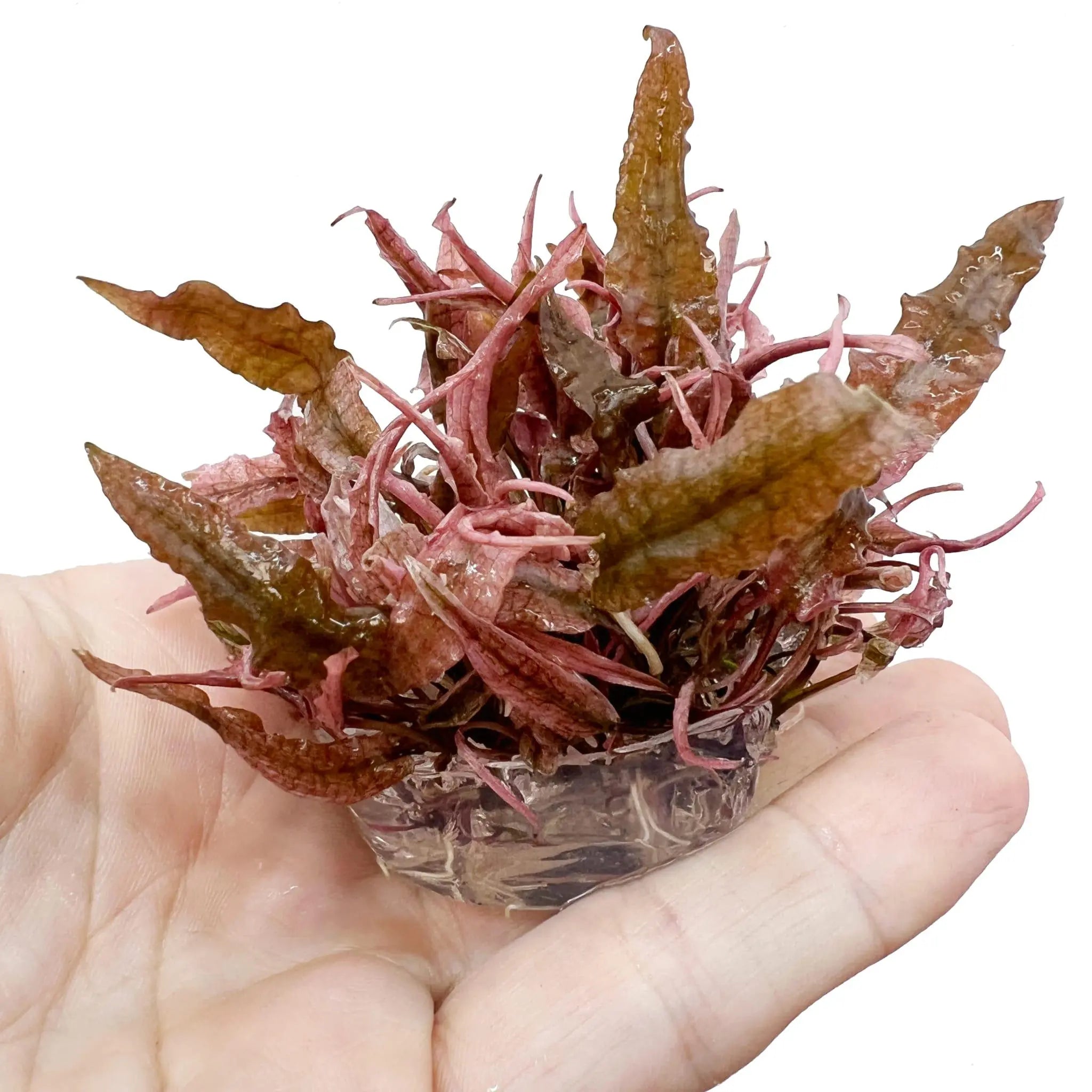 Cryptocoryne sp Flamingo In Vitro - Aqua Essentials