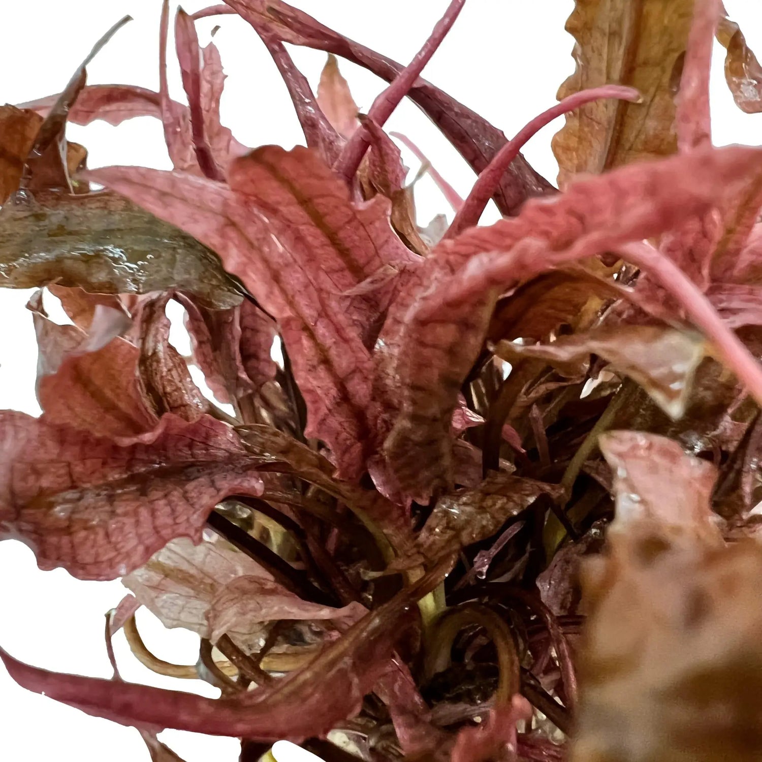 Cryptocoryne sp Flamingo In Vitro - Aqua Essentials