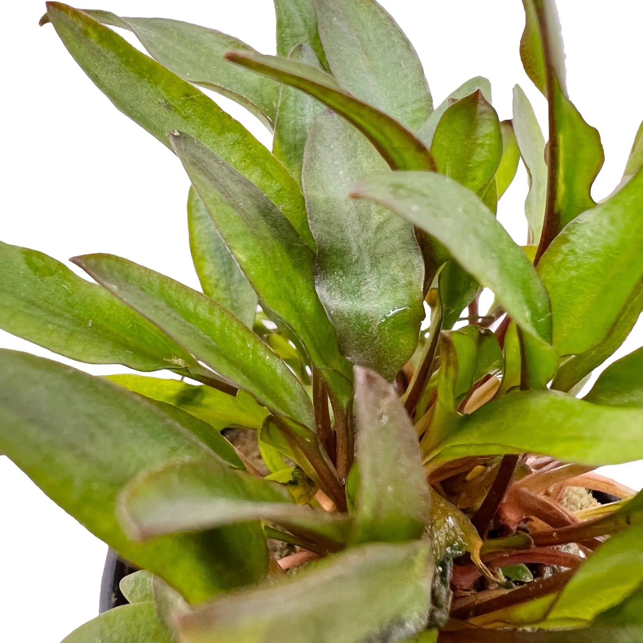 Cryptocoryne lutea - Aqua Essentials