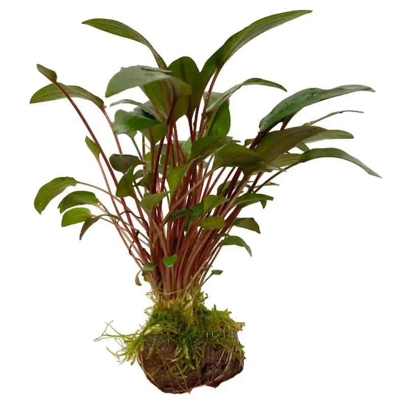 Cryptocoryne With Moss On Lava - Mini - Aqua Essentials