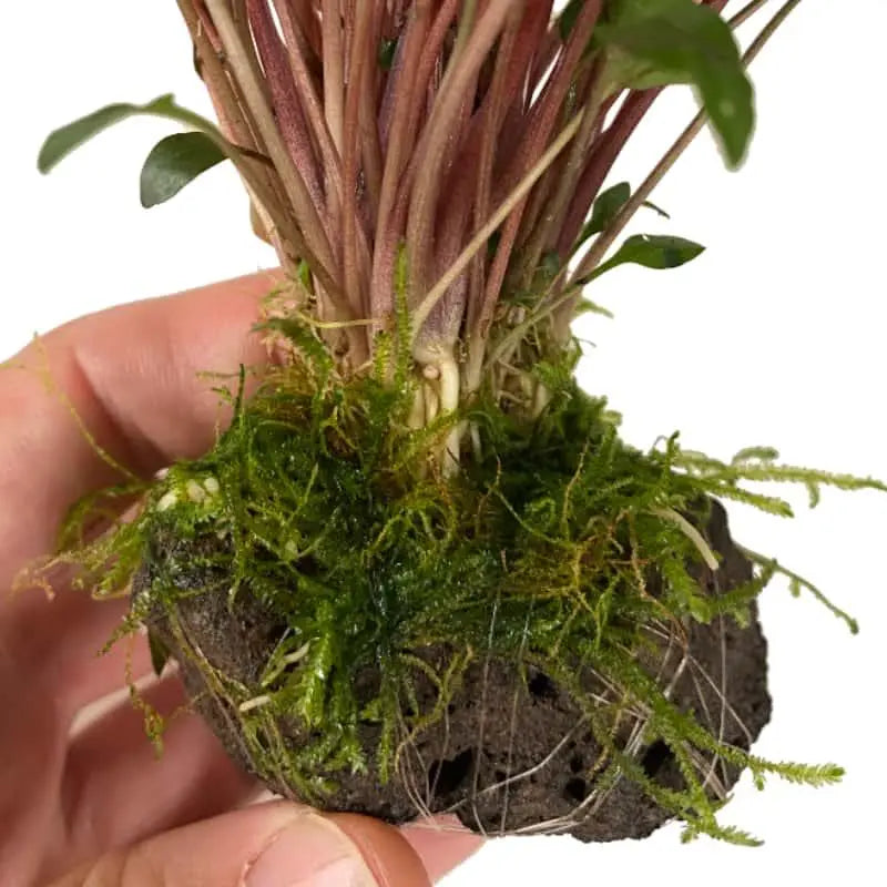 Cryptocoryne With Moss On Lava - Mini - Aqua Essentials