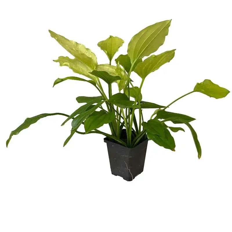 Echinodorus argentinensis XL - Aqua Essentials