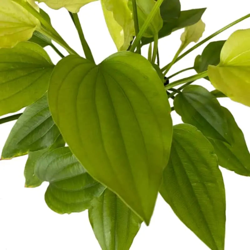 Echinodorus argentinensis XL - Aqua Essentials